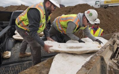 Highlands Ranch Dinosaurs